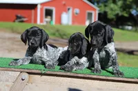 Trixi f5, a female German Shorthaired Pointer for sale in Waterville, MN – 2 of 3