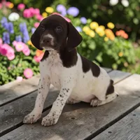 Tango F, a female German Shorthaired Pointer for sale in Waterville, MN – 1 of 2