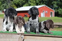 Trixi m4, a male German Shorthaired Pointer for sale in Waterville, MN – 3 of 3