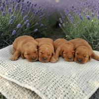 Lola x Ego M, a male Golden Retriever for sale in Waterville, MN – 2 of 2