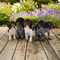Tango F2, a female German Shorthaired Pointer for sale in Waterville, MN – 2 of 2