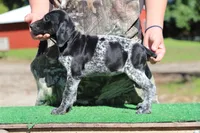 Trixi f4, a female German Shorthaired Pointer for sale in Waterville, MN – 3 of 3