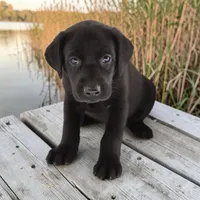 Nitro M, a male Labrador Retriever for sale in Waterville, MN – 1 of 1