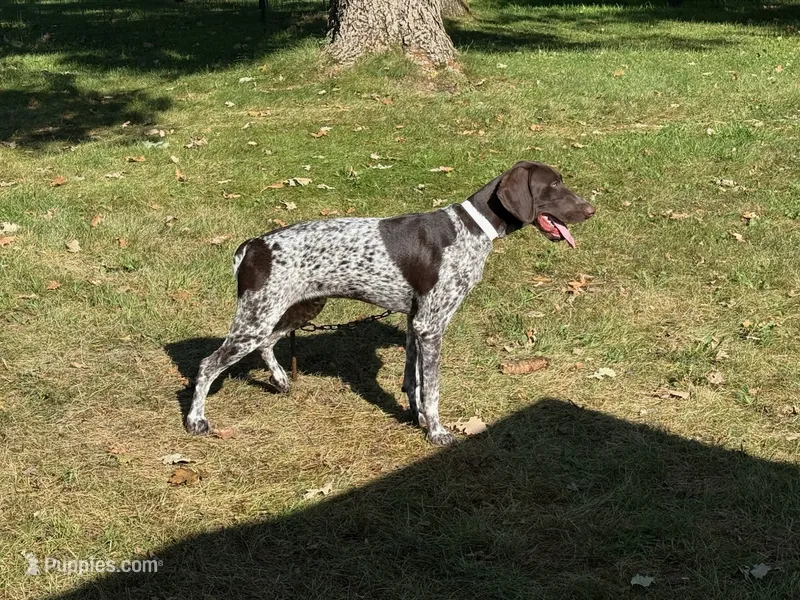 Daisy Male – German Shorthaired Pointer puppy for sale in Waterville, MN