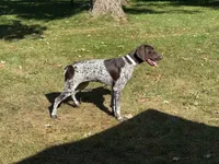 Winston, a male German Shorthaired Pointer for sale in Waterville, MN – 1 of 1