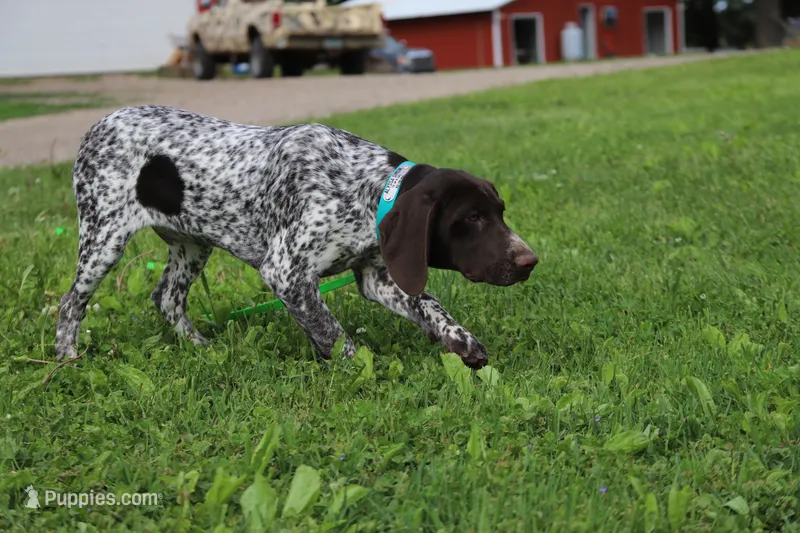 Tinker M – German Shorthaired Pointer puppy for sale in Waterville, MN