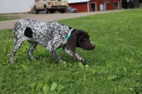 Tinker M, a male German Shorthaired Pointer for sale in Waterville, MN – 1 of 5
