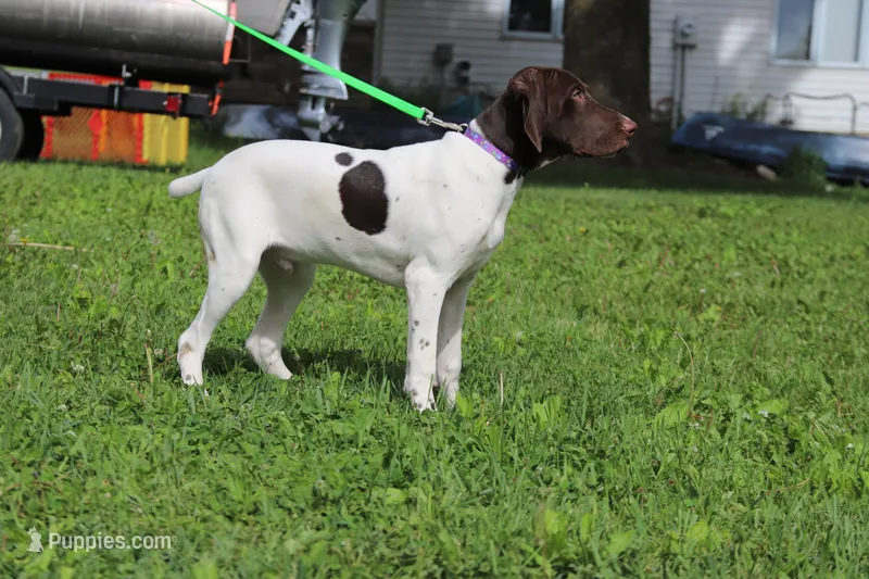 Tess M – German Shorthaired Pointer puppy for sale in Waterville, MN