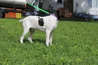 Tess M, a male German Shorthaired Pointer for sale in Waterville, MN – 1 of 6