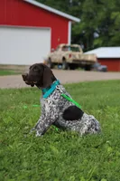 Tinker M, a male German Shorthaired Pointer for sale in Waterville, MN – 4 of 5
