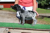 Trixi f6, a female German Shorthaired Pointer for sale in Waterville, MN – 3 of 3
