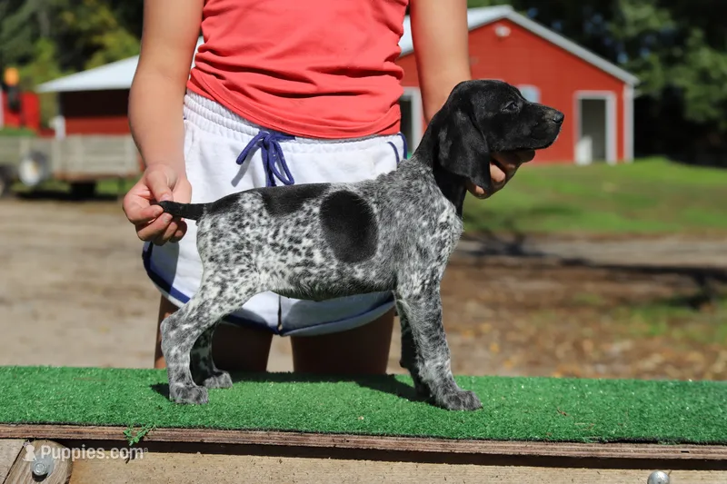 Trixi f6 – German Shorthaired Pointer puppy for sale in Waterville, MN