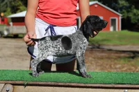 Trixi f6, a female German Shorthaired Pointer for sale in Waterville, MN – 1 of 3