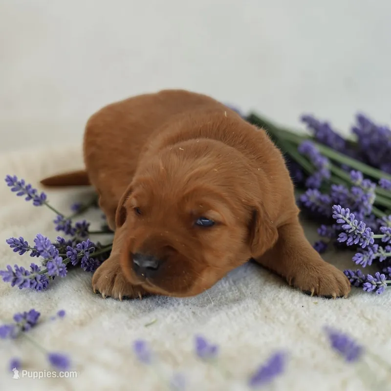 Lola x Ego F – Golden Retriever puppy for sale in Waterville, MN