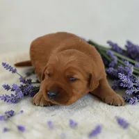 Lola x Ego F, a female Golden Retriever for sale in Waterville, MN – 1 of 1