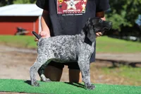 Trixi f3, a female German Shorthaired Pointer for sale in Waterville, MN – 2 of 3