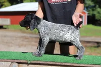 Trixi f5, a female German Shorthaired Pointer for sale in Waterville, MN – 3 of 3