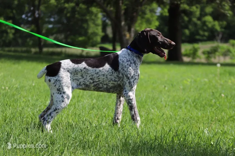 Daisy girl – German Shorthaired Pointer puppy for sale in Waterville, MN