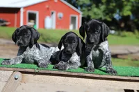 Trixi f6, a female German Shorthaired Pointer for sale in Waterville, MN – 2 of 3