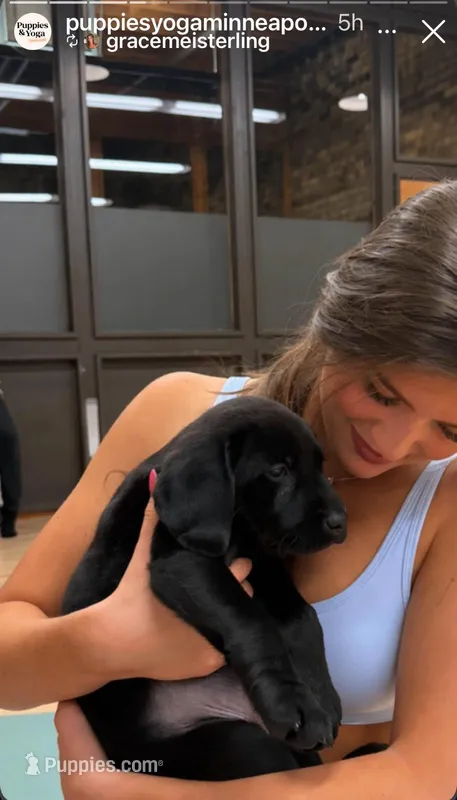 Gin x Ice Female – Labrador Retriever puppy for sale in Waterville, MN