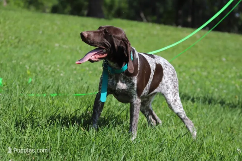 Daisy Male 4 – German Shorthaired Pointer puppy for sale in Waterville, MN