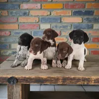 Tess F3, a female German Shorthaired Pointer for sale in Waterville, MN – Photo 2 of 2