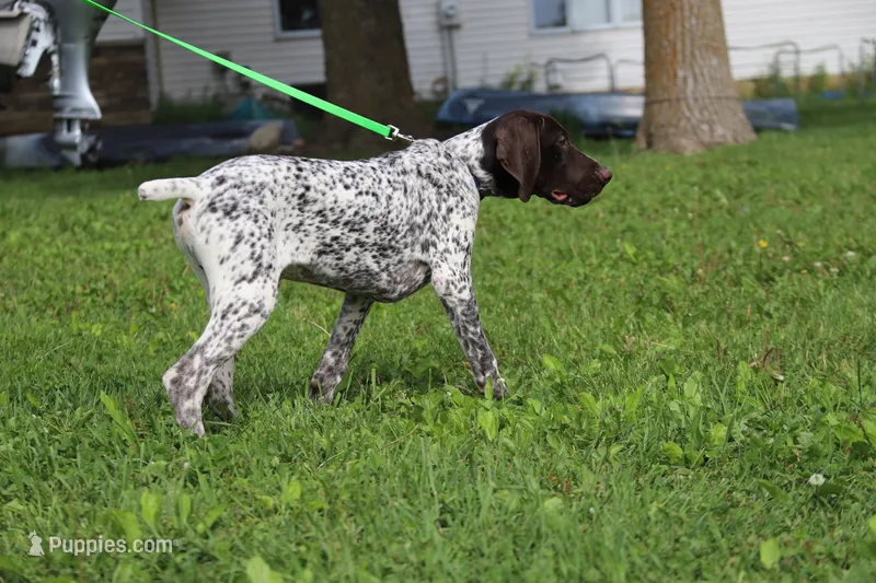 Bebe M2 – German Shorthaired Pointer puppy for sale in Waterville, MN