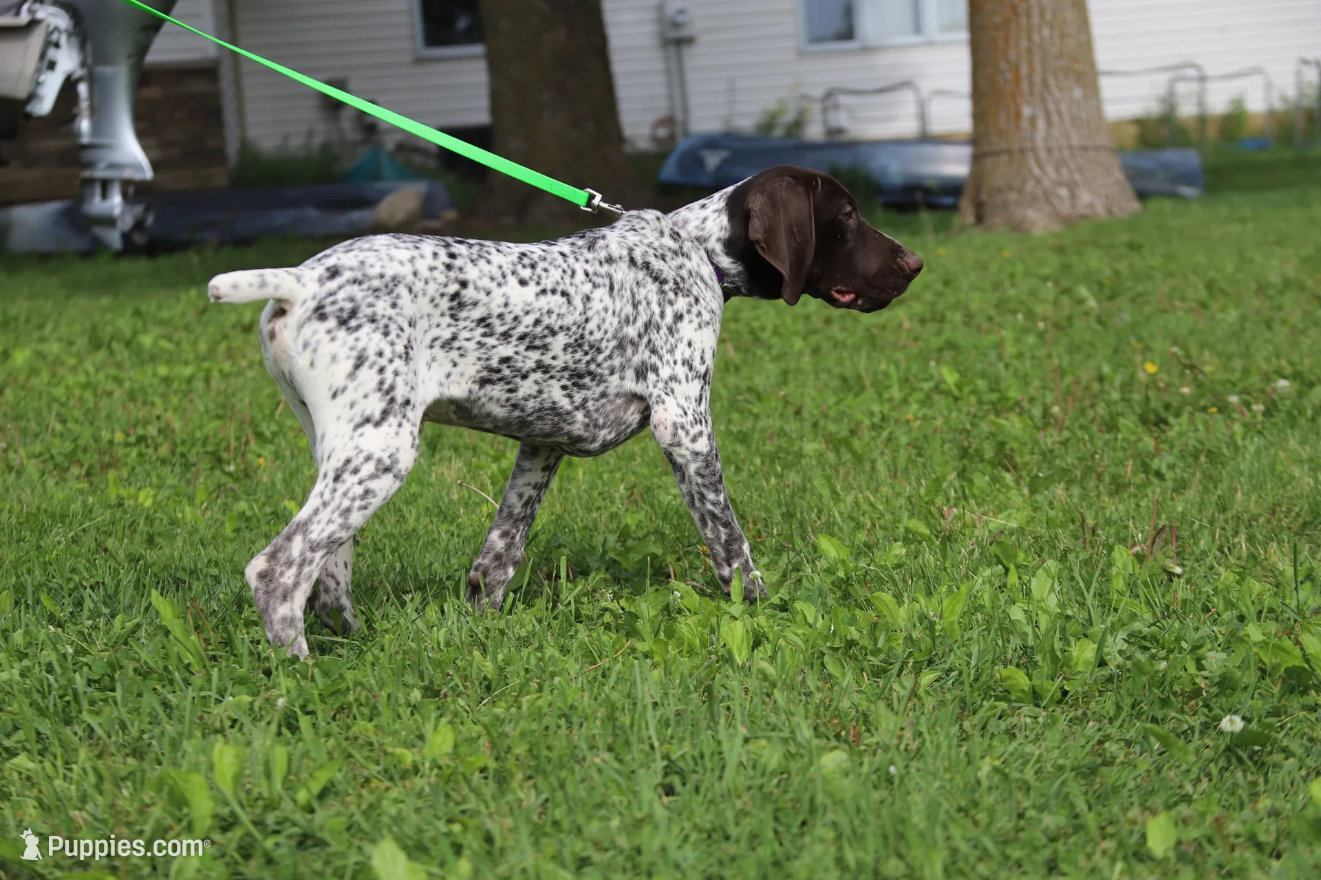 Hoppl・bébéd Bebe M2 – German Shorthaired Pointer Puppy for Sale | Puppies.com