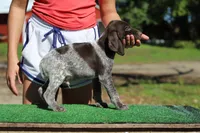 Trixi m, a male German Shorthaired Pointer for sale in Waterville, MN – 1 of 3