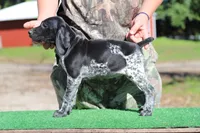 Trixi m3, a male German Shorthaired Pointer for sale in Waterville, MN – 3 of 3