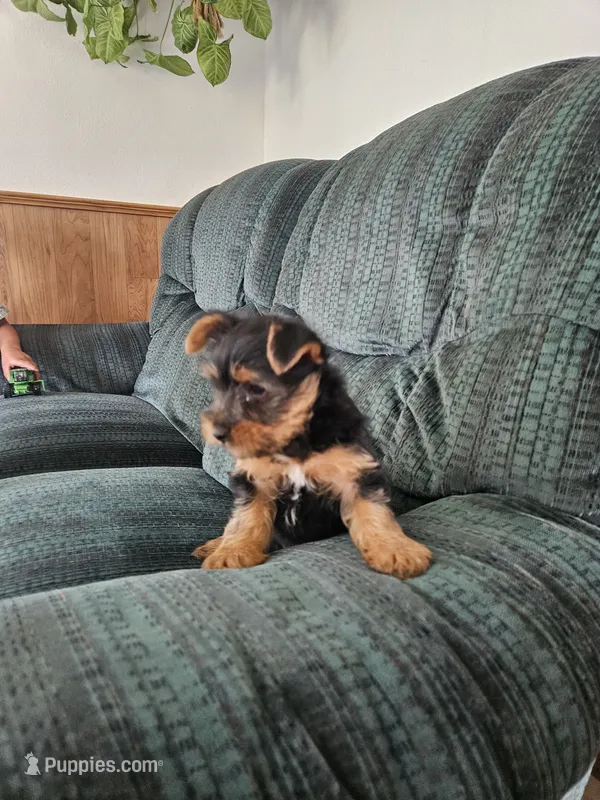 Rosie – Yorkshire Terrier puppy for sale in Owen, WI