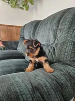 Rosie, a female Yorkshire Terrier for sale in Owen, WI – 1 of 1