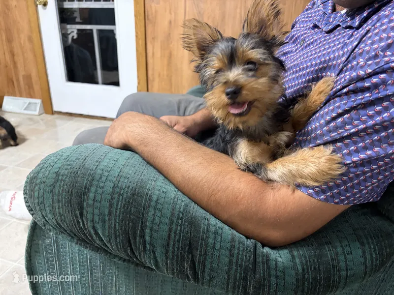 Skipper – Yorkshire Terrier puppy for sale in Owen, WI