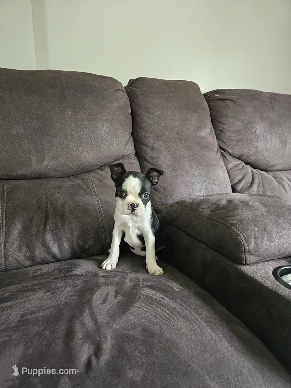 Shelby – Boston Terrier puppy for sale in Owen, WI