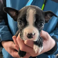 Fern, a female Boston Terrier for sale in Owen, WI – Photo 4 of 5