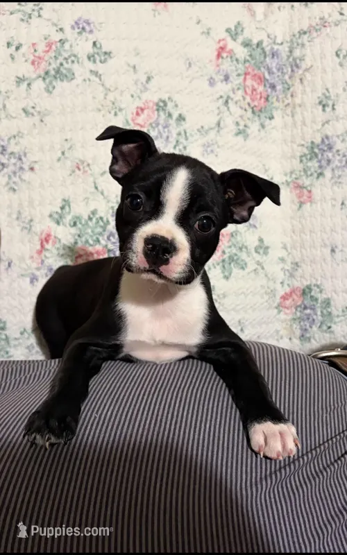 Fern – Boston Terrier puppy for sale in Owen, WI