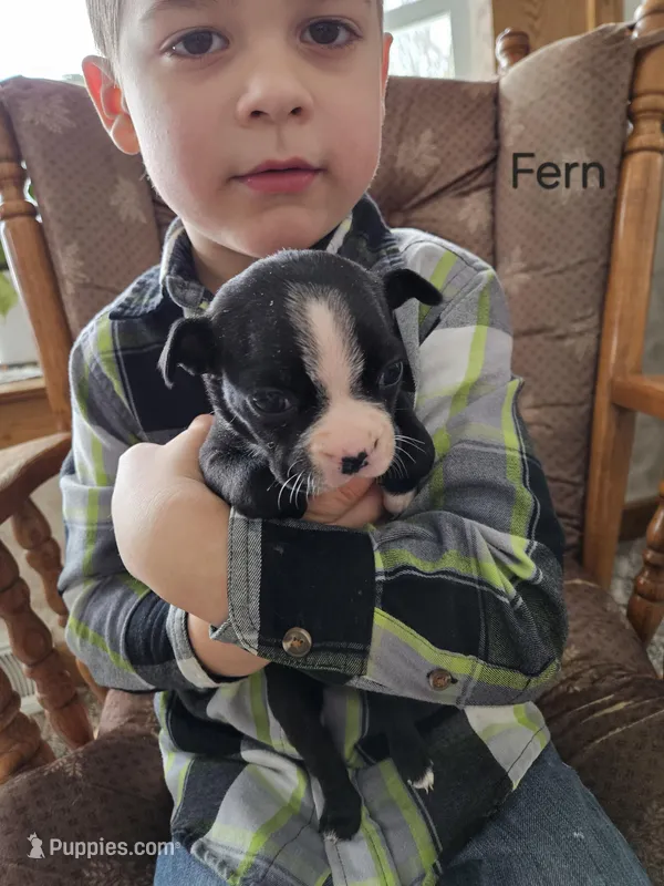 Fern, a female Boston Terrier for sale in Owen, WI – Photo 1 of 1