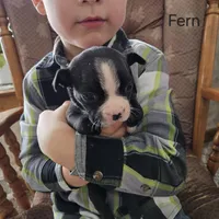 Fern, a female Boston Terrier for sale in Owen, WI – Photo 5 of 5