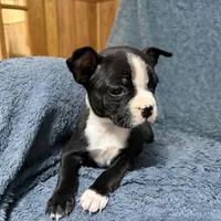 Fern, a female Boston Terrier for sale in Owen, WI – Photo 3 of 5