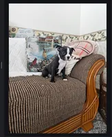 Fern, a female Boston Terrier for sale in Owen, WI – Photo 2 of 5