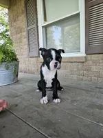 Dora, a female Boston Terrier for sale in Owen, WI – Photo 2 of 3