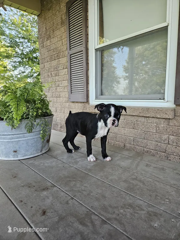 Dora, a female Boston Terrier for sale in Owen, WI – Photo 1 of 3