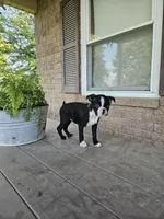 Dora, a female Boston Terrier for sale in Owen, WI – Photo 1 of 3