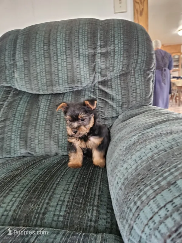 Skipper – Yorkshire Terrier puppy for sale in Owen, WI