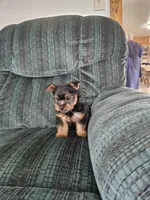 Skipper, a male Yorkshire Terrier for sale in Owen, WI – 1 of 1