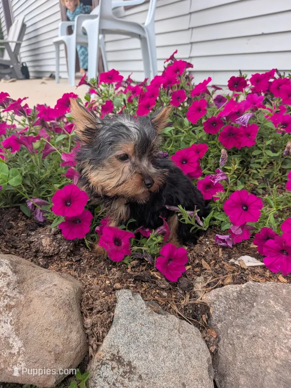 Skipper – Yorkshire Terrier puppy for sale in Owen, WI