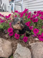Skipper, a male Yorkshire Terrier for sale in Owen, WI – 1 of 2