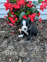 Ben, a male Boston Terrier for sale in Owen, WI – Photo 3 of 3