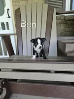 Ben, a male Boston Terrier for sale in Owen, WI – Photo 1 of 3
