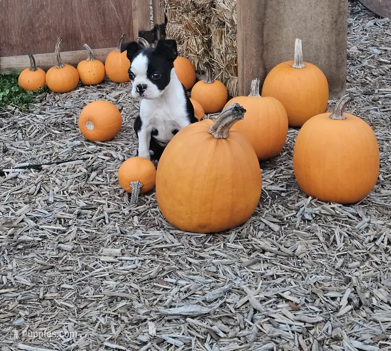 Shelby – Boston Terrier puppy for sale in Owen, WI